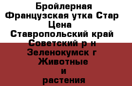 Бройлерная Французская утка Стар -53 › Цена ­ 90 - Ставропольский край, Советский р-н, Зеленокумск г. Животные и растения » Птицы   